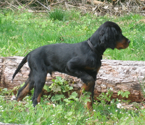 Filou3