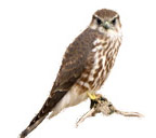 Merlin_web