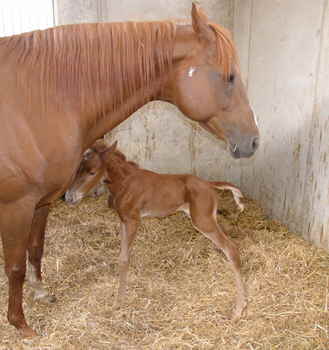 Fohlen2