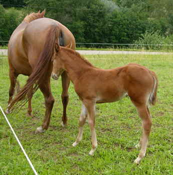 Fohlen_1W2