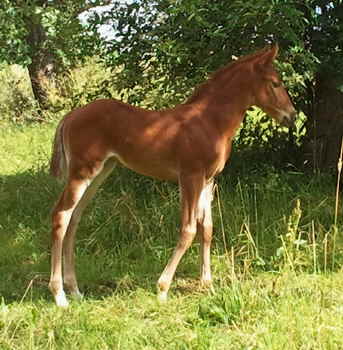 Fohlen_1W9
