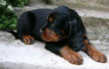 belphigor1