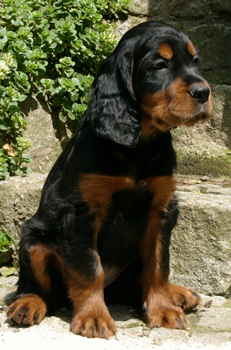 bonesse1